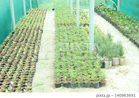 nursery place where plants are grown for sell 140963691