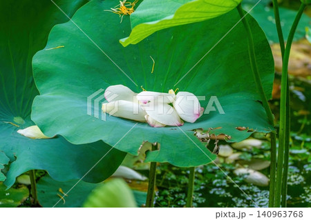 大きな蓮の葉の上に静かに佇む白い蓮の花びら 禅と癒やしのイメージ 大きな蓮の葉の上に静かに佇む白い蓮の花びら 禅と癒やしのイメージ 140963768