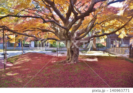糸島市 雷山千如寺 紅葉の大楓 糸島市 雷山千如寺 紅葉の大楓 140963771