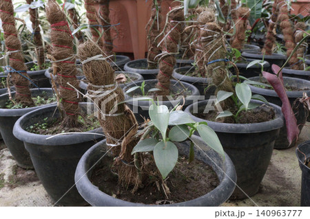 Philodendron hastatum, Philodendron Silver Sword plant on farm 140963777