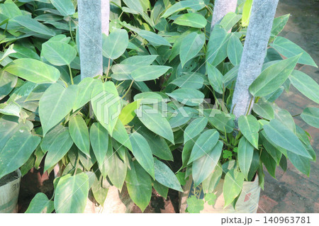 Philodendron hastatum, Philodendron Silver Sword plant on farm 140963781