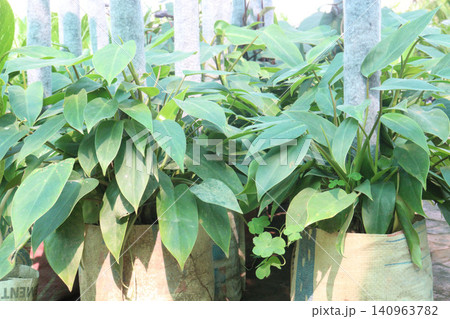 Philodendron hastatum, Philodendron Silver Sword plant on farm Philodendron hastatum, Philodendron Silver Sword plant on farm 140963782