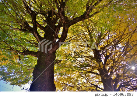 糸島市 雷山千如寺 仁王門横の大イチョウ 糸島市 雷山千如寺 仁王門横の大イチョウ 140963885