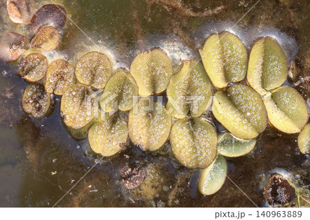 Salvinia molesta is commonly known as giant salvinia, or as kariba weed plant 140963889