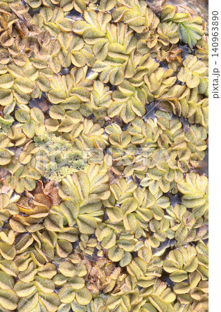 Salvinia molesta is commonly known as giant salvinia, or as kariba weed plant Salvinia molesta is commonly known as giant salvinia, or as kariba weed plant 140963890