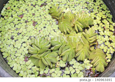 Salvinia molesta is commonly known as giant salvinia, or as kariba weed plant 140963891