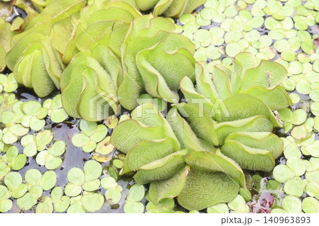 Salvinia molesta is commonly known as giant salvinia, or as kariba weed plant Salvinia molesta is commonly known as giant salvinia, or as kariba weed plant 140963893