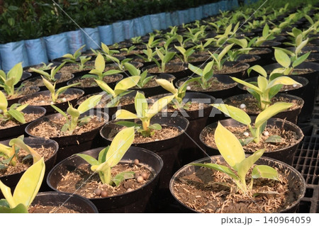 Philodendron Moonlight leaf plant on farm Philodendron Moonlight leaf plant on farm 140964059