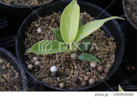 Philodendron Moonlight leaf plant on farm Philodendron Moonlight leaf plant on farm 140964060
