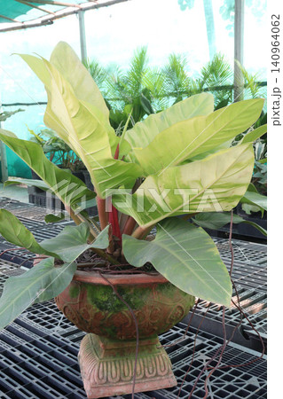 Philodendron Moonlight leaf plant on farm Philodendron Moonlight leaf plant on farm 140964062