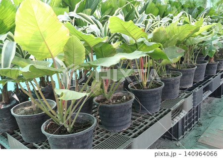 Philodendron Moonlight leaf plant on farm Philodendron Moonlight leaf plant on farm 140964066