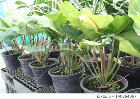 Philodendron Moonlight leaf plant on farm 140964067