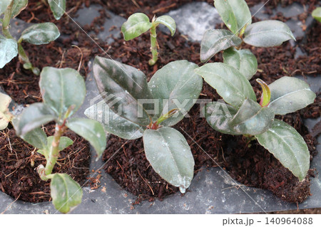Philodendron Rojo Congo, Philodendron Red Sun leaf plant 140964088