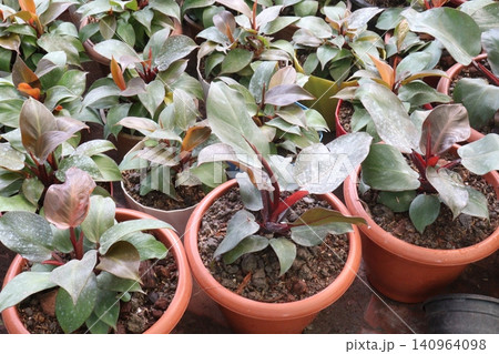 Philodendron Rojo Congo, Philodendron Red Sun leaf plant Philodendron Rojo Congo, Philodendron Red Sun leaf plant 140964098