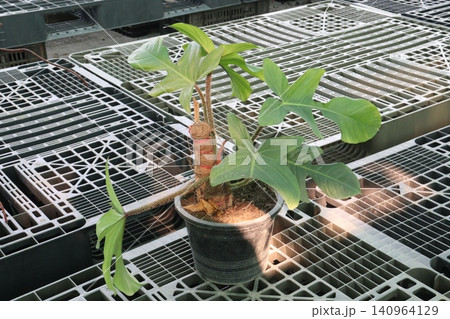 Philodendron squamiferum, Squamiferum plant on farm 140964129
