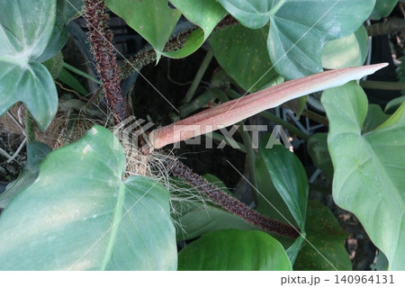 Philodendron squamiferum, Squamiferum plant on farm Philodendron squamiferum, Squamiferum plant on farm 140964131