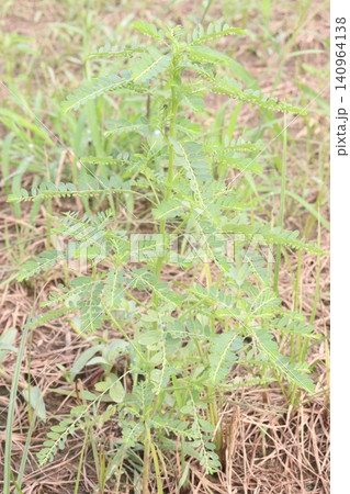 Phyllanthus amarus is a leafy herbal plant Phyllanthus amarus is a leafy herbal plant 140964138