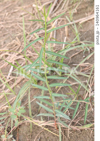 Phyllanthus virgatus, Seed under leaf is a slender annual, perennial, medicine herb Phyllanthus virgatus, Seed under leaf is a slender annual, perennial, medicine herb 140964161