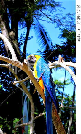 Blue and yellow macaw perched on sunlit branch amid lush tropical garden foliage and bright sky, with macaw, parrot, bird, blue detail, showing yellow, plumage, feather, beak context 140964214