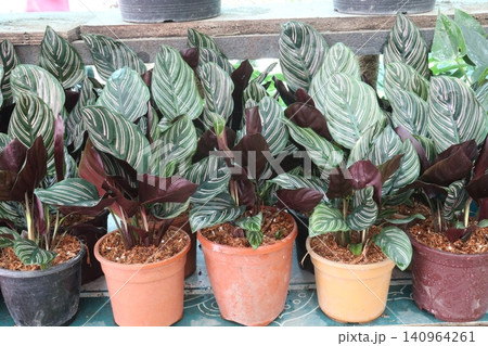 Pin-stripe calathea plant on nursery 140964261