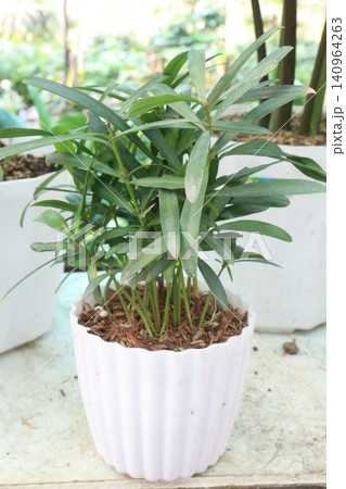 Podocarpus macrophyllus plant on pot Podocarpus macrophyllus plant on pot 140964263