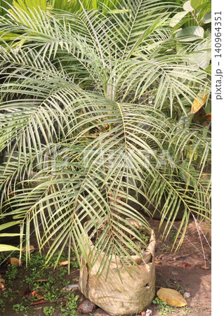 Pygmy date palm plant on nursery Pygmy date palm plant on nursery 140964351