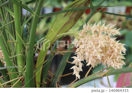 Pygmy date palm plant on nursery Pygmy date palm plant on nursery 140964355