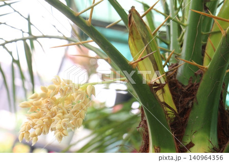 Pygmy date palm plant on nursery 140964356