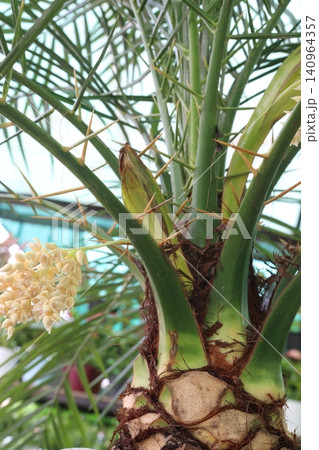 Pygmy date palm plant on nursery Pygmy date palm plant on nursery 140964357
