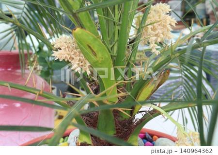 Pygmy date palm plant on nursery Pygmy date palm plant on nursery 140964362