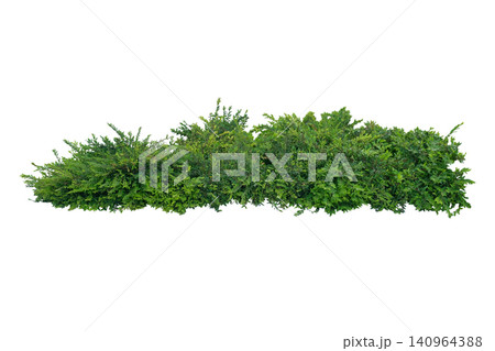Phyllanthus Myrtifolius Shrub (Mousetail Plant) Phyllanthus Myrtifolius Shrub (Mousetail Plant) 140964388