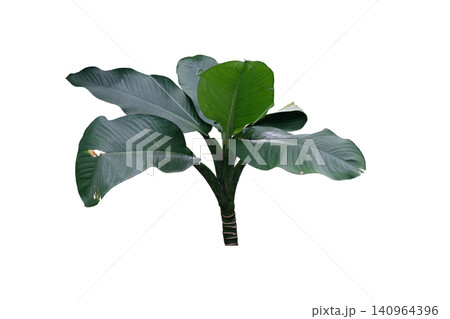 Spathiphyllum Sensation 'Peace Lily' plant 140964396