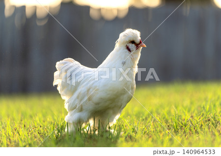 Chicken grazing on green grass. Raising organic poultry on home backyard Chicken grazing on green grass. Raising organic poultry on home backyard 140964533
