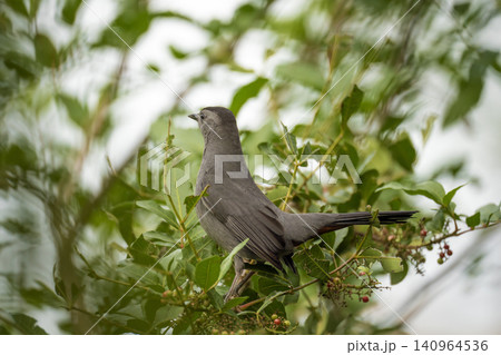 A Gray Catbird bird perched on a tree branch in summer Florida shrubs A Gray Catbird bird perched on a tree branch in summer Florida shrubs 140964536