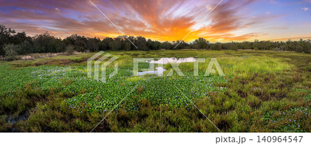 Wetlands wild tropical nature at sunset. Florida ecosystem landscape 140964547