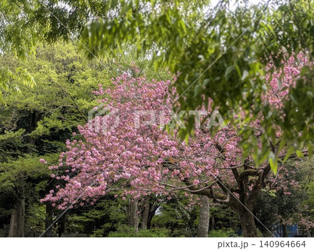 新緑に包まれる八重桜 新緑に包まれる八重桜 140964664