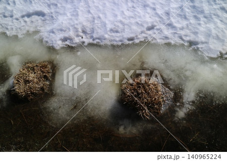 氷雪に耐える小清水原生花園の植物群 氷雪に耐える小清水原生花園の植物群 140965224