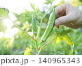 オクラの収穫 140965343