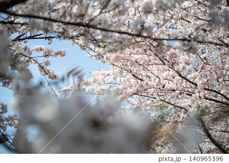 満開のソメイヨシノ　日本の桜 140965396