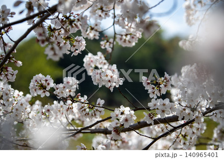 満開のソメイヨシノ　日本の桜 140965401