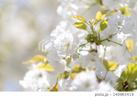 青空と満開の千原桜 140965419