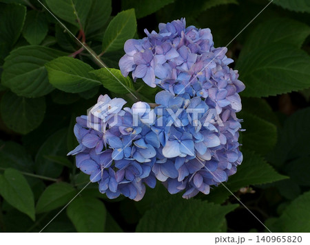 青と紫色のアジサイ(川辺に咲いた紫陽花) 青と紫色のアジサイ(川辺に咲いた紫陽花) 140965820