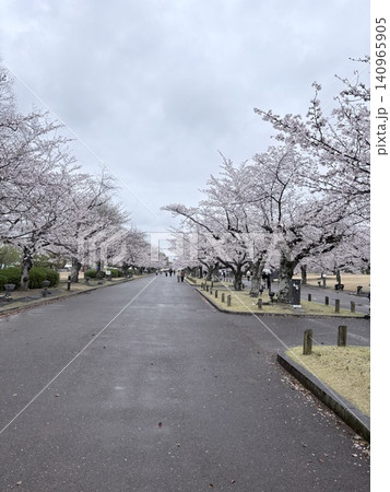 満開の桜と小道 140965905