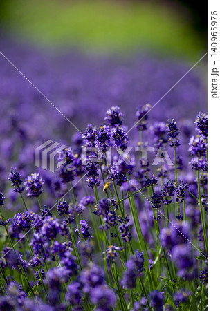 紫色のラベンダー畑に蜜蜂が訪れる初夏の花風景 紫色のラベンダー畑に蜜蜂が訪れる初夏の花風景 140965976