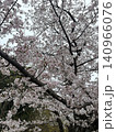 桜の木を見上げる 140966076