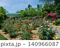 快晴の青空の下咲き誇る満開の薔薇の花 140966087