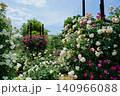 快晴の青空の下咲き誇る満開の薔薇の花 140966088