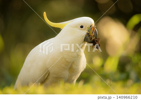 Sulphur-crested cockatoo 140966210