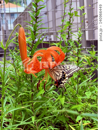 オニユリの花とアゲハチョウ オニユリの花とアゲハチョウ 140966449