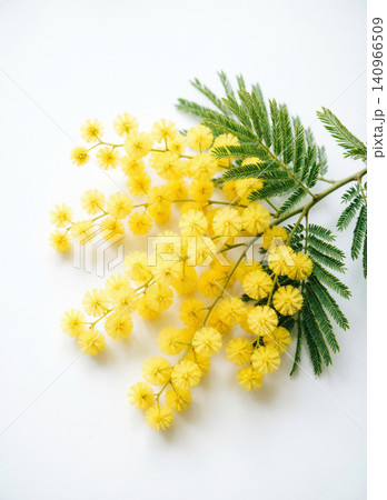 Fresh Yellow Mimosa Flowers Bouquet on White Background - Spring Flowers Flat Lay Fresh Yellow Mimosa Flowers Bouquet on White Background - Spring Flowers Flat Lay 140966509